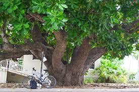 Image result for Barringtonia asiatica