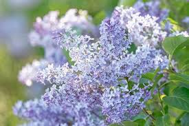 Lilacs grown in partial sun or shade will not flower well. Great Shrubs For Dry Soils In New England