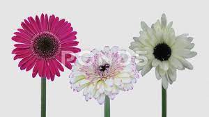 Time Lapse Of Opening Gerbera Flowers With Alpha Channel 4k Stock Footage Opening Gerbera Time Lapse Gerbera Flowers Alpha Channel