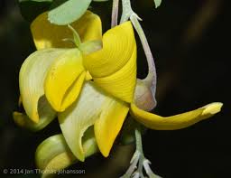 Image result for Crotalaria capensis