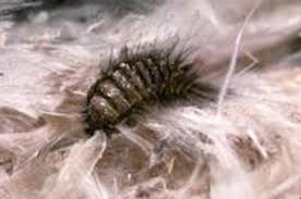 We deal in all aspects of carpet about carpet beetles: Carpet Beetle Control North West Carpet Moths 07494 173 878 Pest Prevention North West