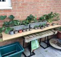 Growing Strawberries in Different Environments