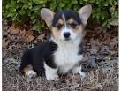 Corgi Puppies for Sale - Adoptapet