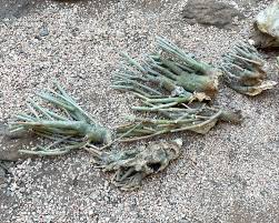 Image result for Adenia tuberifera