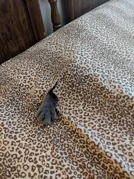 Such cat toys don't speak to the inner bugs may also have an irritant effect on the gastrointestinal tract of cats. Hunny I Think We Have Bed Bugs Catsareassholes
