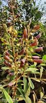 Image result for Crotalaria onobrychis