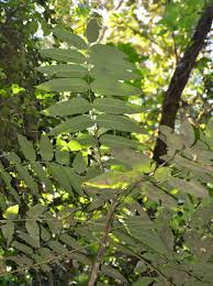 Image result for Polyscias fulva