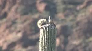 When coyotes or cactus wrens devour the fruit, the seeds survive the digestion process and are thus distributed throughout the desert. Cactus Wren Stock Footage Royalty Free Stock Videos Pond5