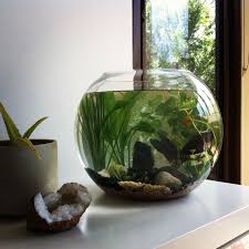 Miniscapes Photo Underwater Plants Plant Vase Terrarium