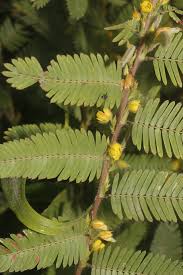 Image result for Chamaecrista