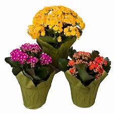 Image result for Kalanchoe calandiva