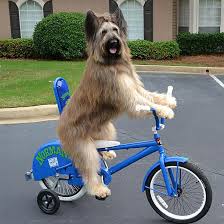 See more ideas about funny animal pictures, cute funny animals, cute animals. 20 Funny Animals Who Think They Re People