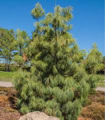 Our photos include the popular weeping beech, weeping cherry, weeping hemlock, weeping larch, weeping norway spruce, and weeping white pine. Mexican Weeping Pine Tree Pinus Patula 60 Seeds