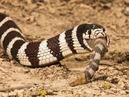 Kingsnake Eating A Rattlesnake California King Snake Snake Poisonous Snakes
