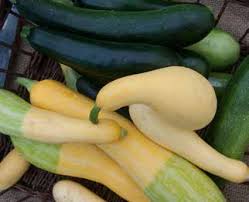 Image result for Cucumis quintanilhae