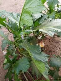 Image result for Solanum macrocarpon