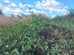 Image result for Phytolacca dodecandra