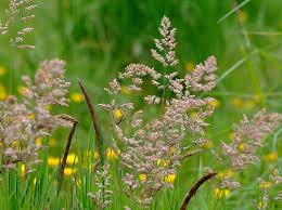 We did not find results for: How To Identify Common Uk Grasses