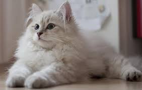 Kedi Irklari Kedi Turleri Ve Ozellikleri Vetrium Cayyolu Veteriner Klinigi