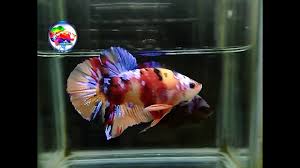 Beberapa jenis diantaranya memiliki corak dan warna yang sangat menarik, yang biasa kita sebut sebagai cupang hias. Ikan Cupang Nemo Galaxy Multi Youtube