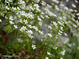 Image result for Galiniera saxifraga