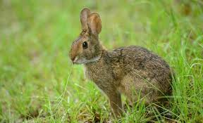 Plus, they're a good source of vitamin a, vitamin b6, zinc. 8 Best Rabbit Based Dog Foods Top Rabbit Eats For Your Pooch