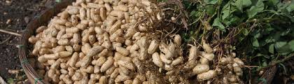 Because with peanuts, the real fun is in the harvesting, not in the growing. Peanut From Seeds To Harvest Urban Farmer Seeds