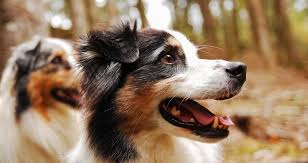 Muss ich meinen rüden kastrieren lassen? Hund Kastrieren Das Musst Du Zu Diesem Thema Wissen