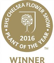 Check spelling or type a new query. Clematis Amber Top Qualitat Online Kaufen Baldur Garten