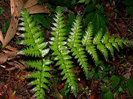 Image result for Ctenitis cirrhosa