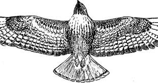 Black Bird With White Chest Colorado Hawk In Black And White Hawk Tattoo Bird Clipart Bird Of Prey Tattoo