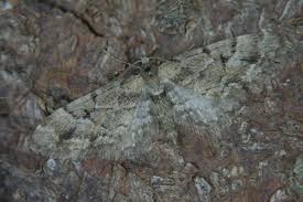 Image result for Eupithecia lanceata