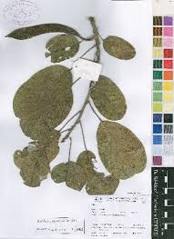 Image result for Baphia bequaertii