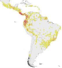 Image result for Crepidorhopalon rupestris