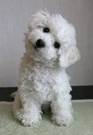 bichons my favorite kind of dogs 3 i had one for 12 years then she past shortly after i graduated hs then i got on chien bichon bichon frise bichon maltais