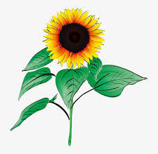 Ekstraksi daun bunga matahari dilakukan dengan menggunakan pelarut methanol, kemudian dilakukan fraksinasi dengan pelarut etil asetat dan dilanjutkan uji fitokimia. Sunflowers Clipart Bunga Matahari Gambar Vektor Bunga Matahari Png Image Transparent Png Free Download On Seekpng