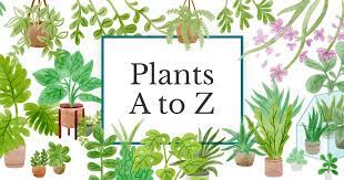 Scientific naming is used to group a plant species with other closely for the ones who choose not to bestow a nickname onto their plant, i found their main reasons to be: Plants A To Z Find Plant Names By Letter