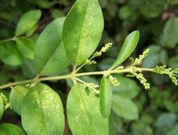 Image result for Ligustrum sinense