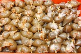 Susulan pindaan akta racun 1952 yang akan dipinda bagi dimasukkan aktiviti penanaman ketum sebagai satu kesalahan, hari. Tukar Ketum Kepada Akta Dadah Berbahaya 1952 Hukuman Lebih Berat Semasa Mstar