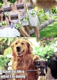 Image 234719 I Have No Idea What I M Doing Dog Wedding Dog Memes Funny Pictures