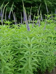 Image result for Viscum shirense