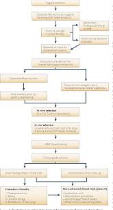 figure 4 from immunostimulatory monoclonal antibodies for