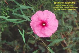Image result for Ipomoea venosa