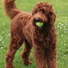Visit us now to find the right goldendoodle, labradoodle or poodle for you. Krakajak Labradoodles Labradoodle Breeder On The Mid North Coast