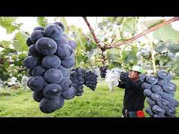 Colorful Japanese Grape Garden Famous And Expensive Grape Harvest Japanese Grape Farm Youtube In 2021 Grapes Grape Harvesting Fruits Photos
