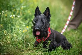 Generally, it's hardest to treat the cancer at this point. Causes Symptoms Treatments For Bladder Cancer In Dogs Plains Veterinary Oncology Northeast Veterinary Referral Hospital