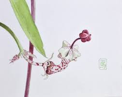 Image result for Ceropegia haygarthii