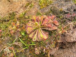 Image result for Drosera burkeana