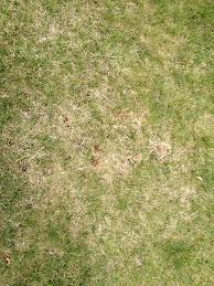 You can tell your thatch layer is too thick if your lawn feels spongy or bouncy, or like you're walking on a thin cushion. Do I Need To Dethatch Or Aerate Lawnsite Is The Largest And Most Active Online Forum Serving Green Industry Professionals