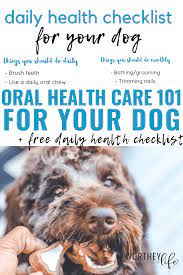 Taking Care Of Your Dog S Health On A Daily Basis Is Important We Re Sharing Tips For Basic Oral Dog Health Pl Dog Oral Care Dog Health Care Oral Health Care